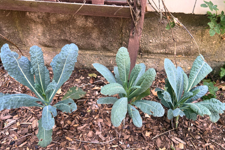 Who says a vegetable garden needs full sun?  Some plants do well in shadier spots